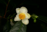 Camellia sinensis RCP12-07 024.jpg